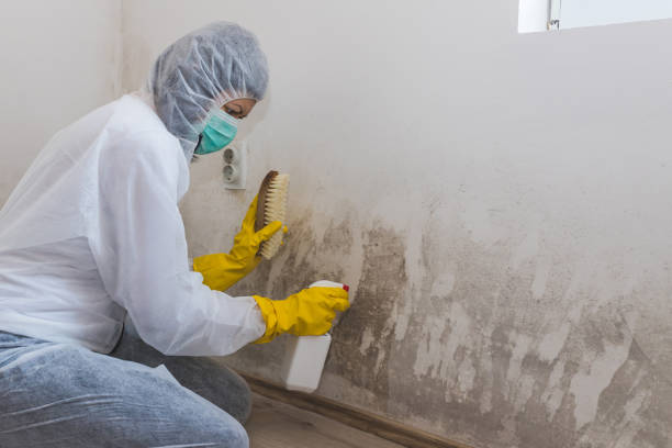 Best Insurance-Related Mold Remediation in Nowata, OK