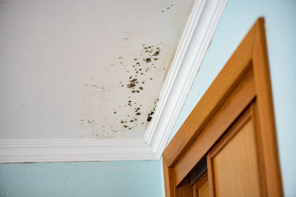 Best Emergency Mold Remediation in Nowata, OK