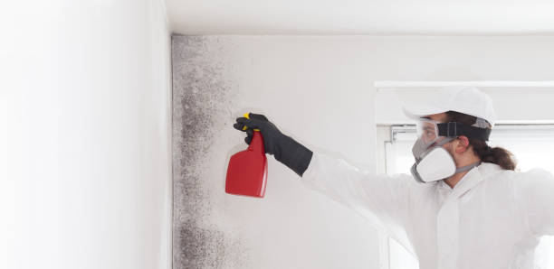 Best Post-Flood Mold Remediation in Nowata, OK