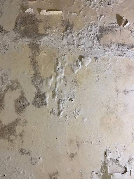 Best DIY Mold Remediation Support Services in Nowata, OK