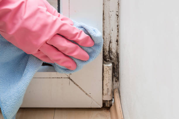 Best Black Mold Remediation in Nowata, OK